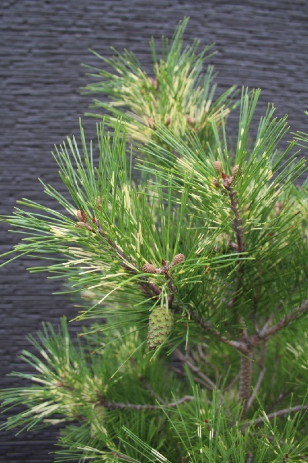 ジャノメマツ 蛇の目松 大苗 稀商品 販売 画像 価格 値段 庭木 安行