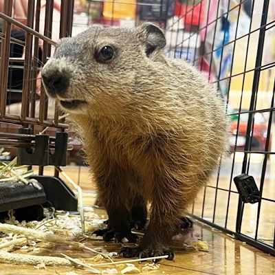 ウッドチャック - 【大阪・兵庫のペットショップ】ペットランドピース