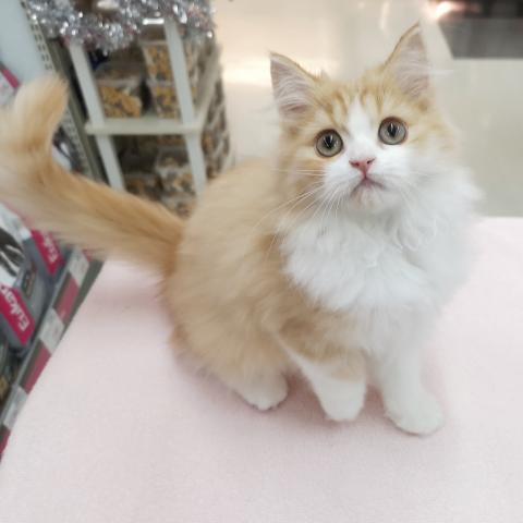 ラガマフィン ☆ふわふわ天使ネコ！☆ - 子犬や子猫たちのペット販売