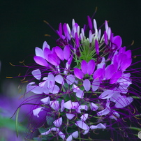 KYOCERA(京セラ)のレンズ Carl Zeiss Vario-Sonnar T* 100-300mm F4.5