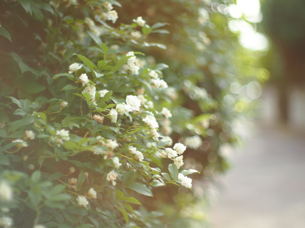 G.zuiko 40mm f1.4 by maemukini （ID：3426947） - 写真共有サイト