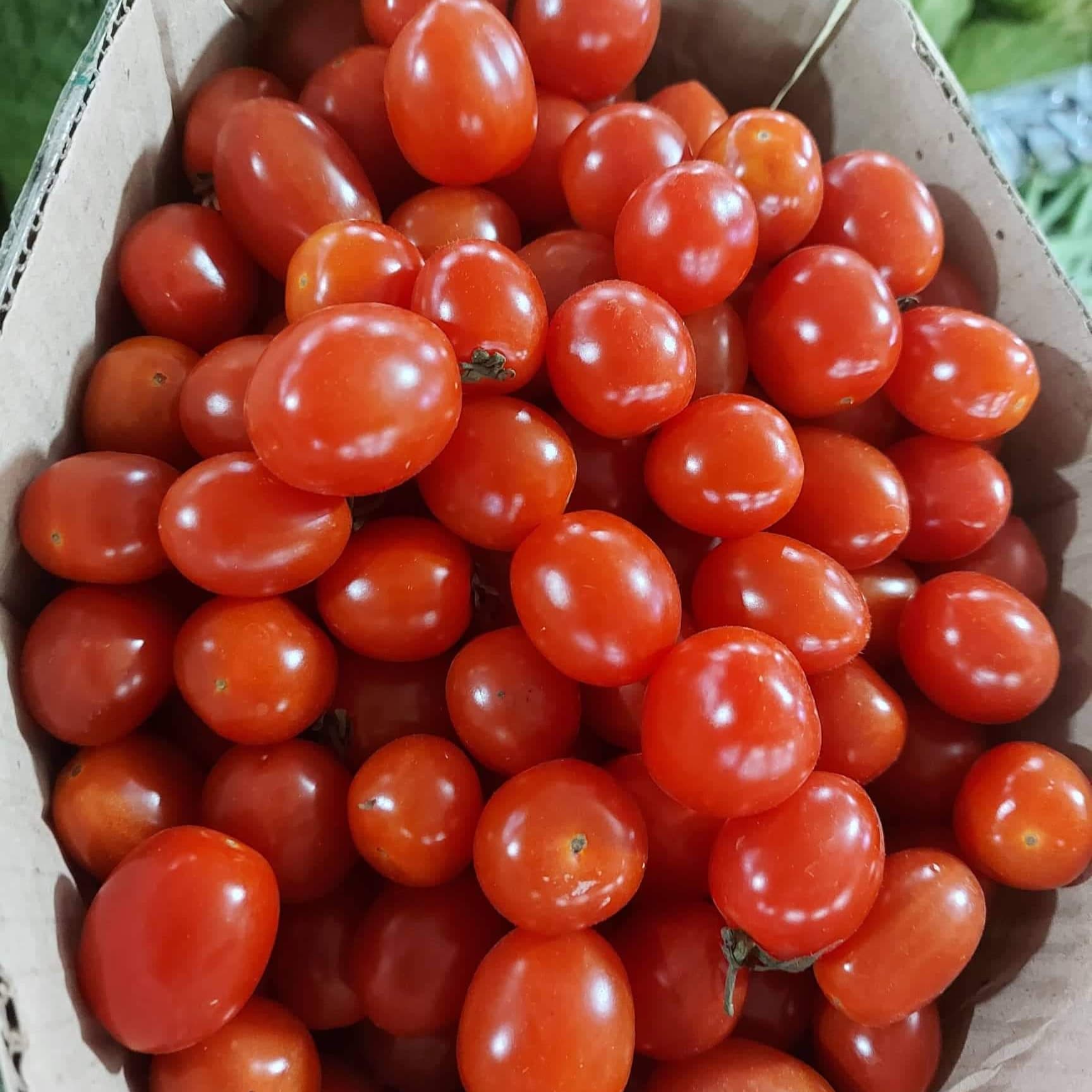 新鮮なローカル オーガニック チェリー トマト - 注文価格 / 250