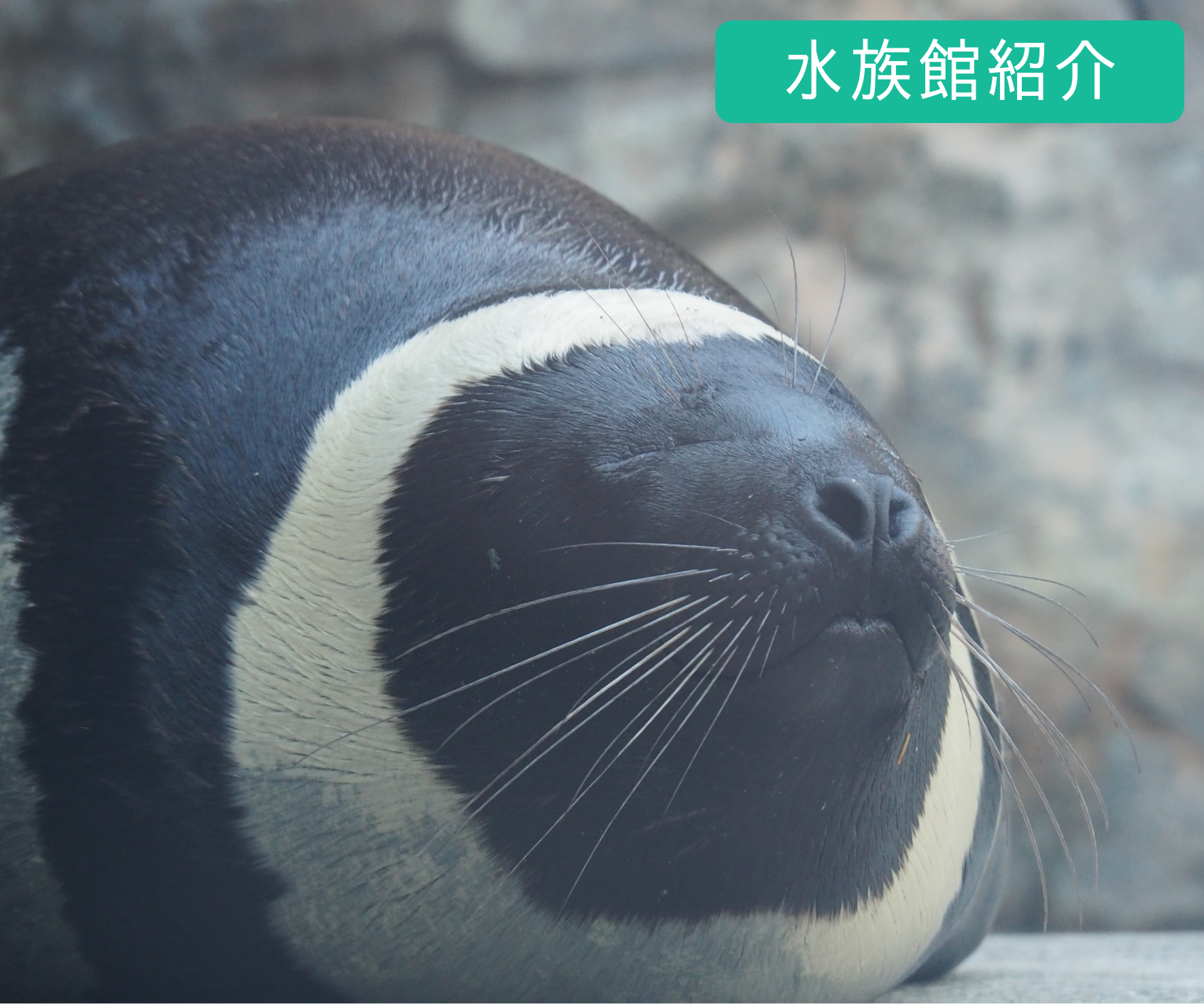 キタオットセイ - ひれあし図鑑