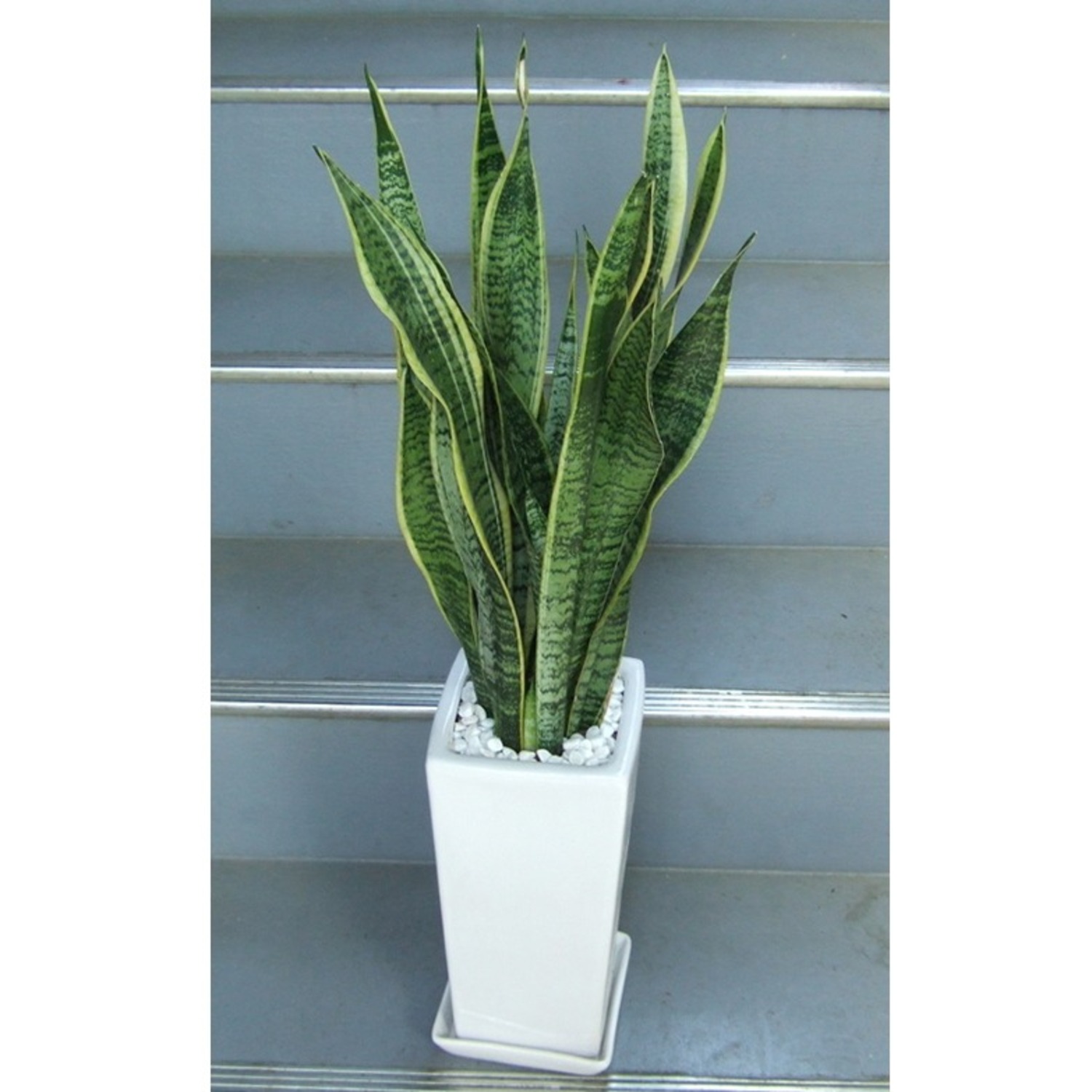 観葉植物 小型 サンスベリア 鉢皿付 陶器鉢 S09 | 移転祝い 開店祝い