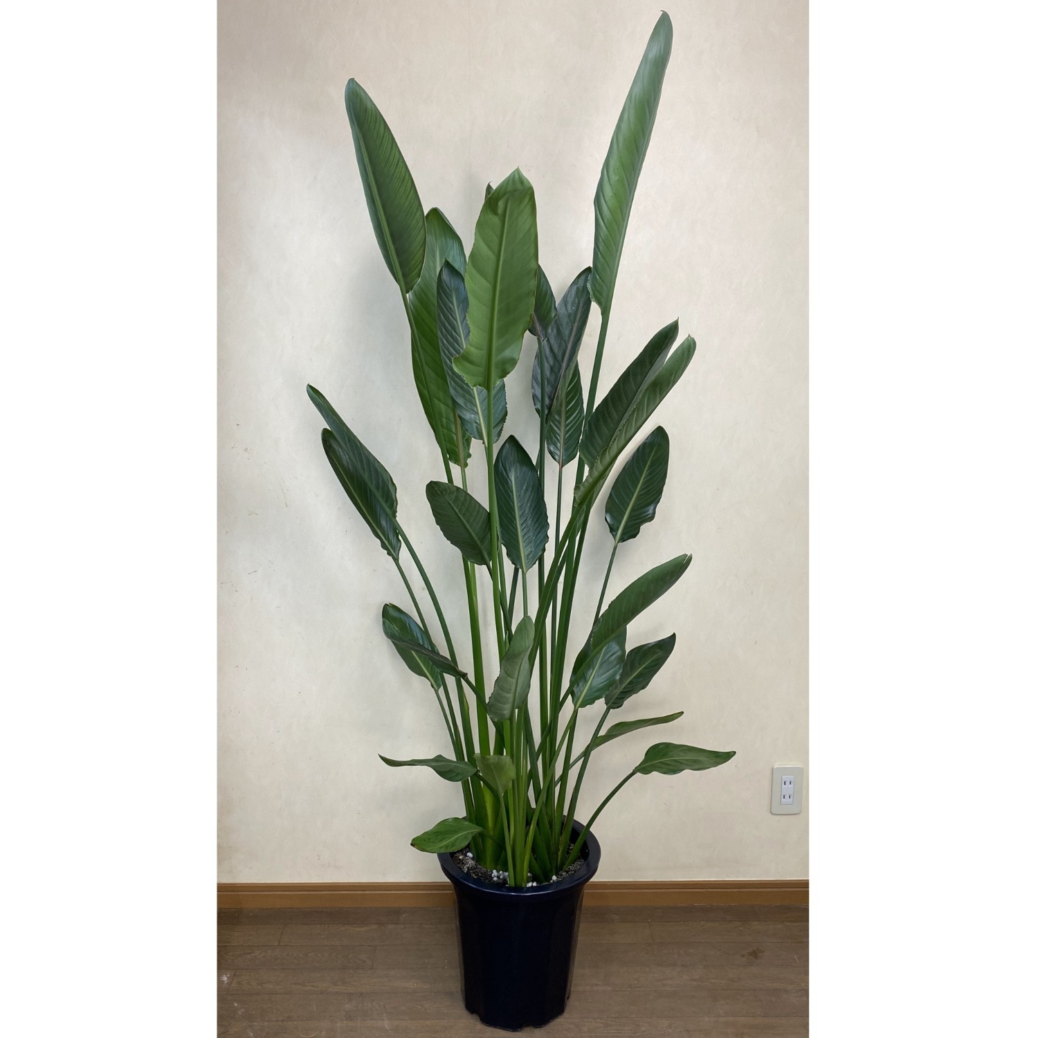 観葉植物 ストレリチア レギネ2L 10号鉢 | 移転祝い 開店祝い 法人