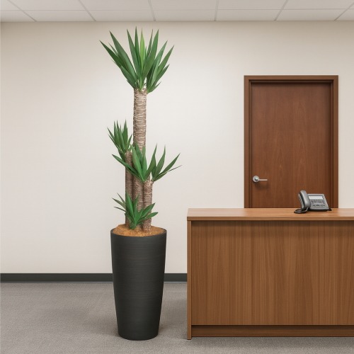 観葉植物 特大 ユッカ 特大鉢クリアブラック 樹脂製 | 移転祝い 開店