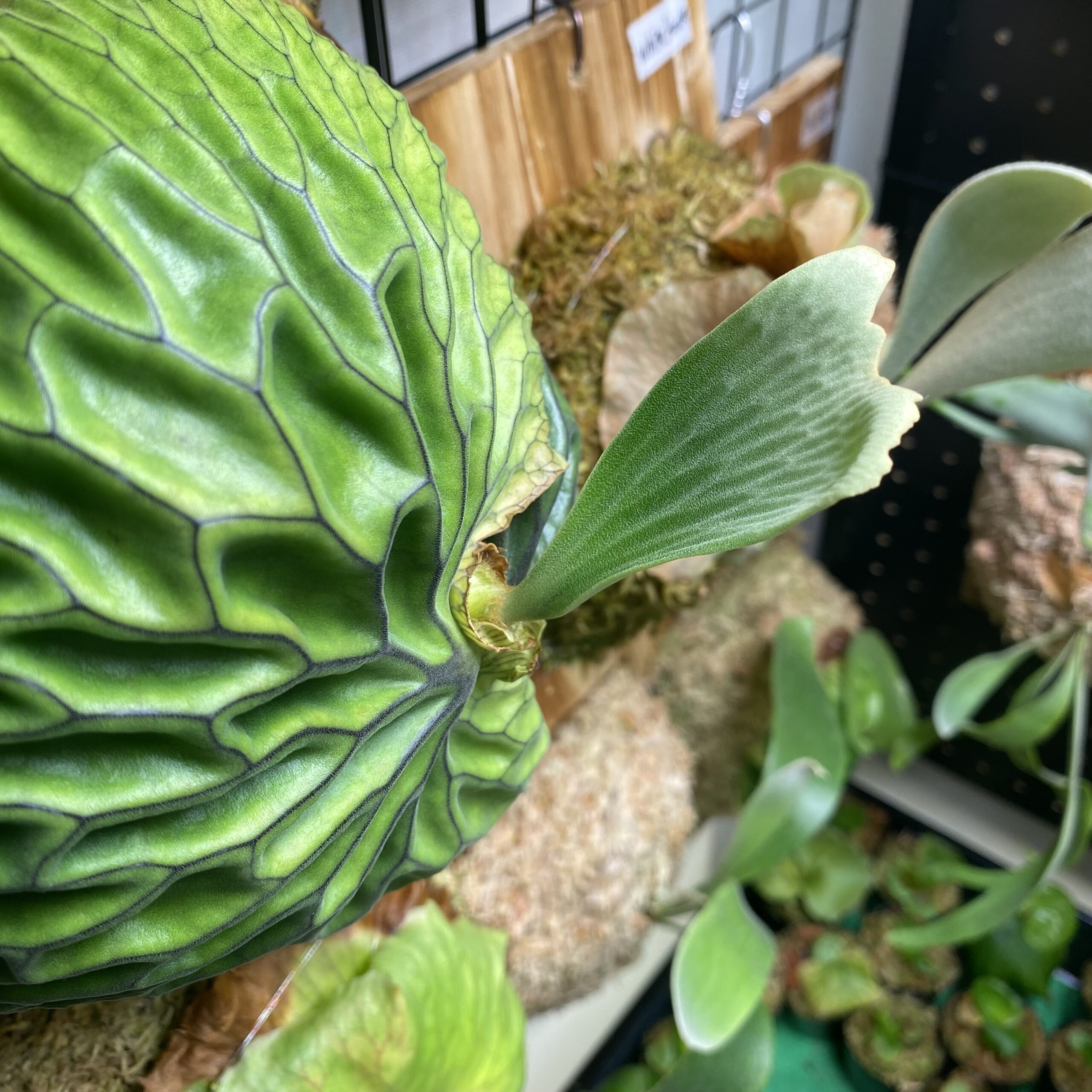 マダガスカリエンセの育成・成長レポート