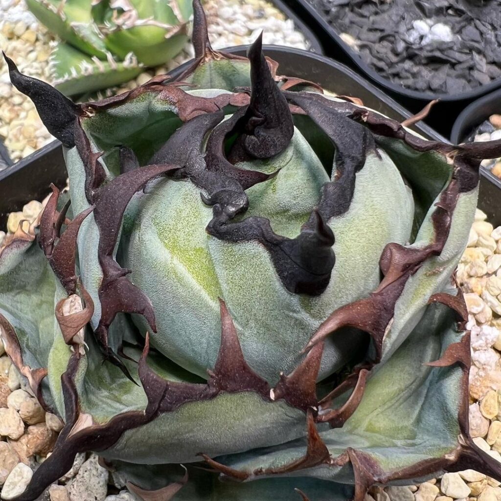 アガベ チタノタ ブラックアンドブルー(BB)の特徴と育て方｜青い葉と