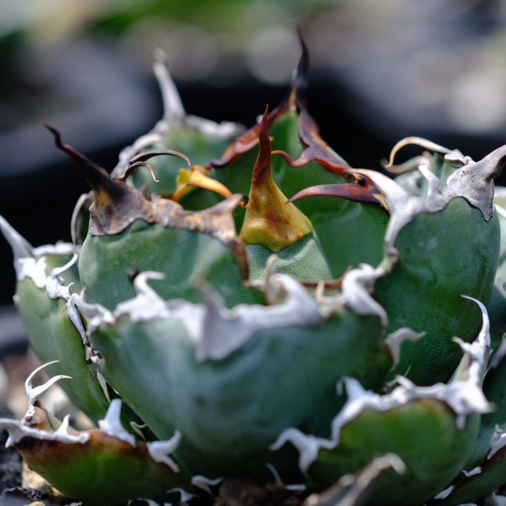 白鯨】アガベ チタノタ 白鯨の特徴と育て方｜王道にして頂点とされる