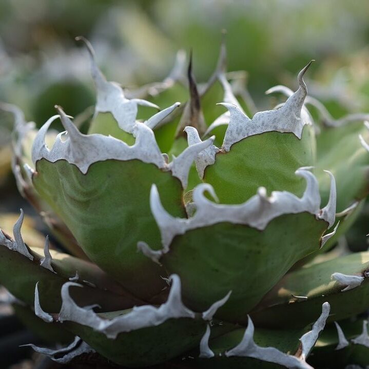 アガベ チタノタ 鬼爪(雪峰/皮卡丘)の特徴と育て方｜連なる白き爪と