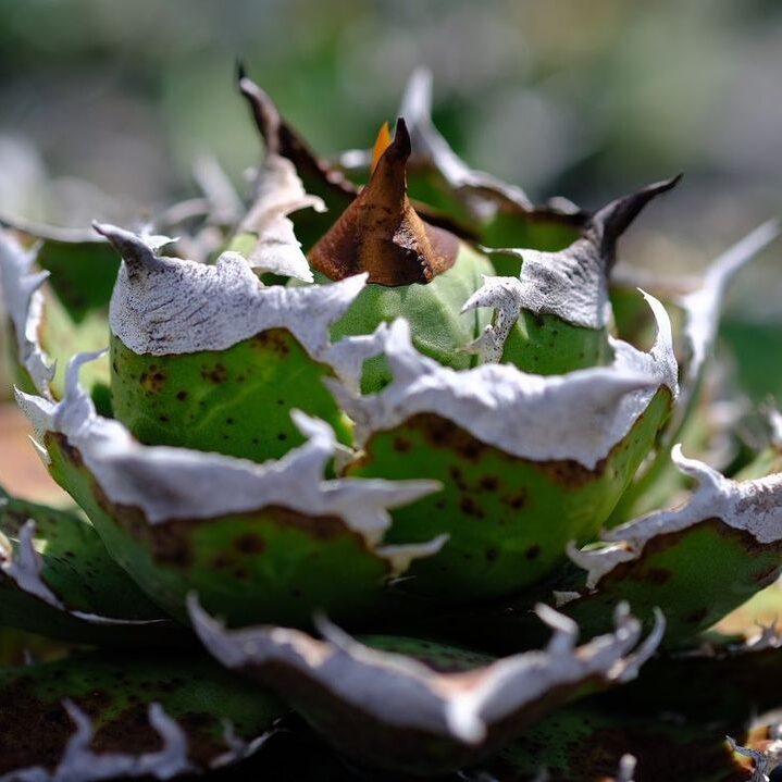 アガベ チタノタ 清櫻(セオ)の特徴と育て方｜石膏のような白棘と