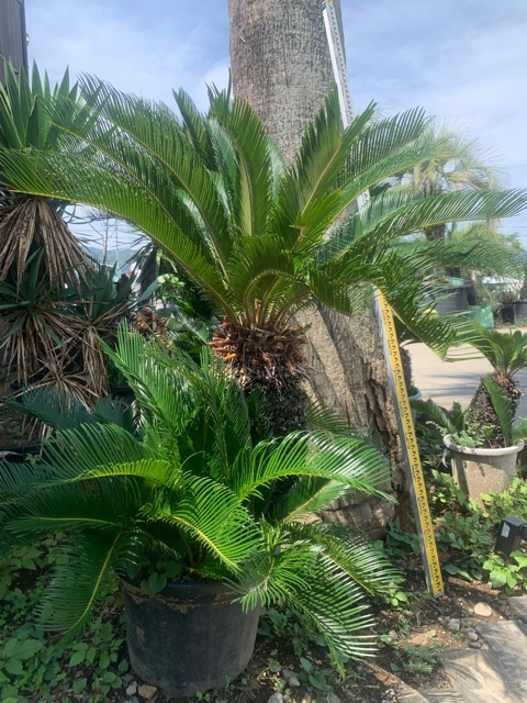 ココスヤシ/ソテツ / Plantusプランタス