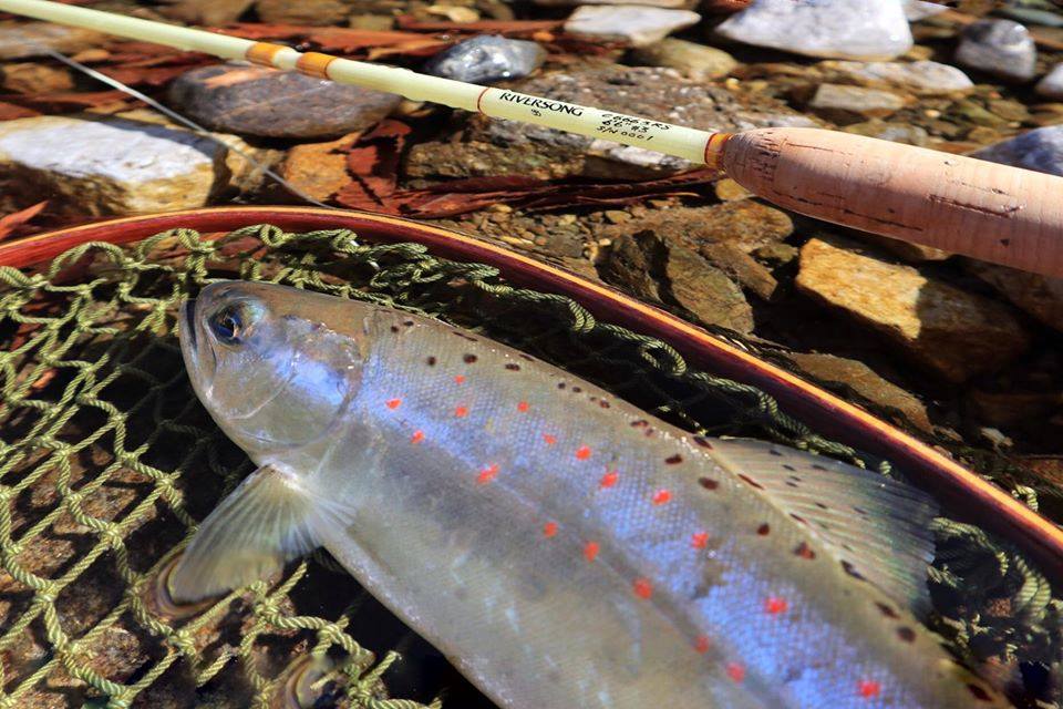 カムパネラの美しいフライロッド。2月末までの限定受注につき注目すべ