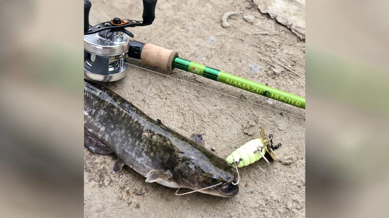 ナマズさんと遊ぼう！緑色が可愛いナマズ釣り用ルアーロッド登場