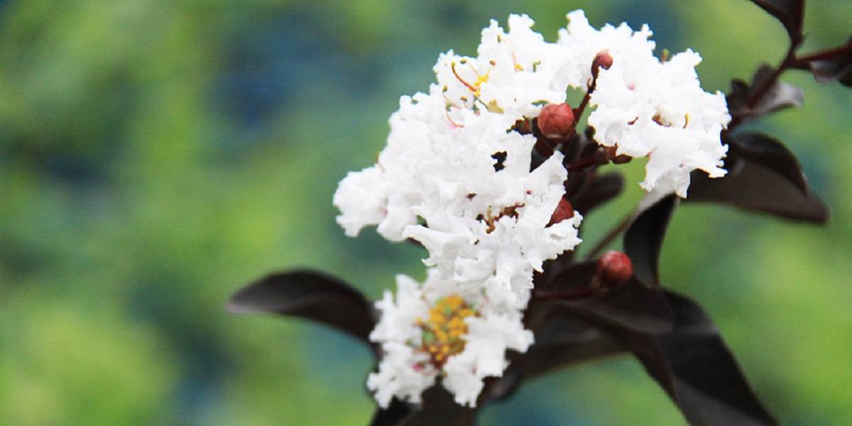 サルスベリ ブラックパール® | PROVEN WINNERS (PW)【植物の国際ブランド】