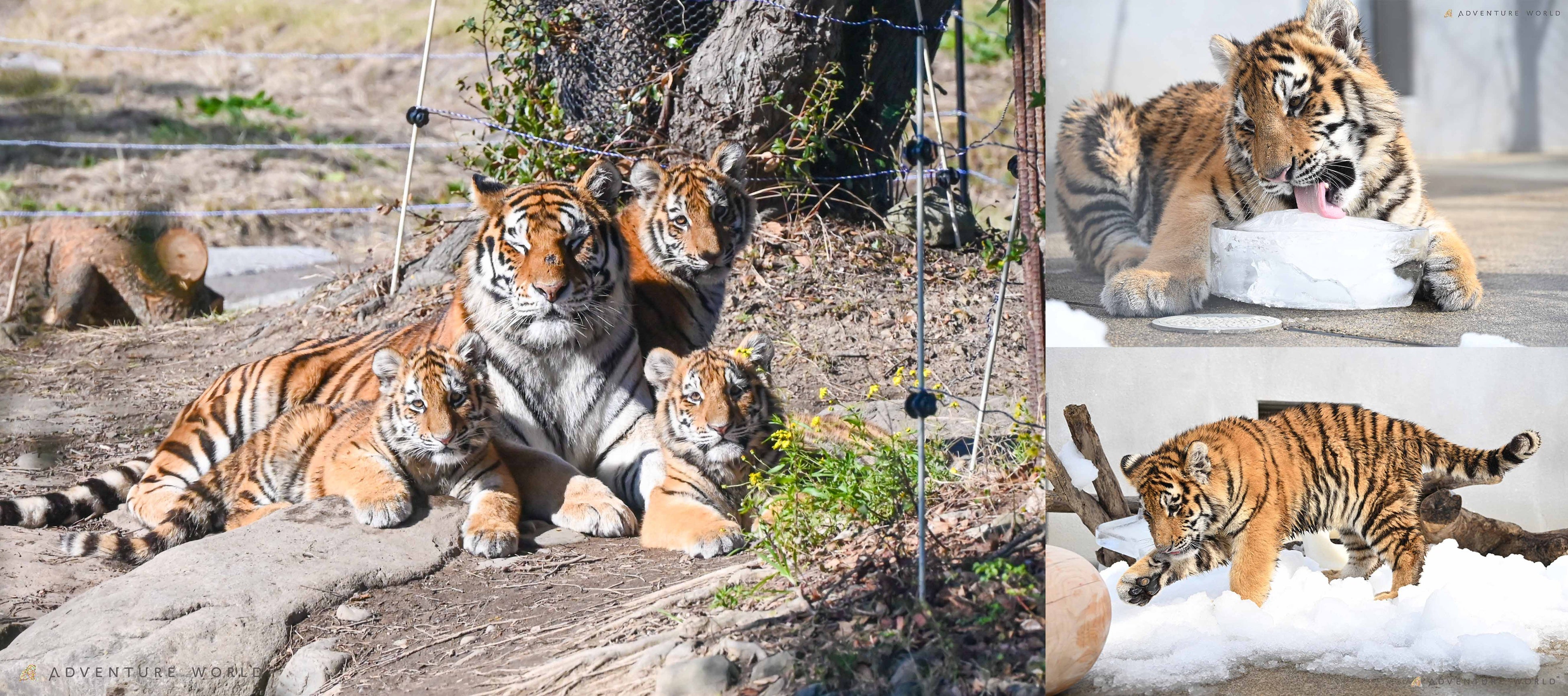 ジャイアントパンダ「永明（えいめい）」30歳記念フォトブック「永明