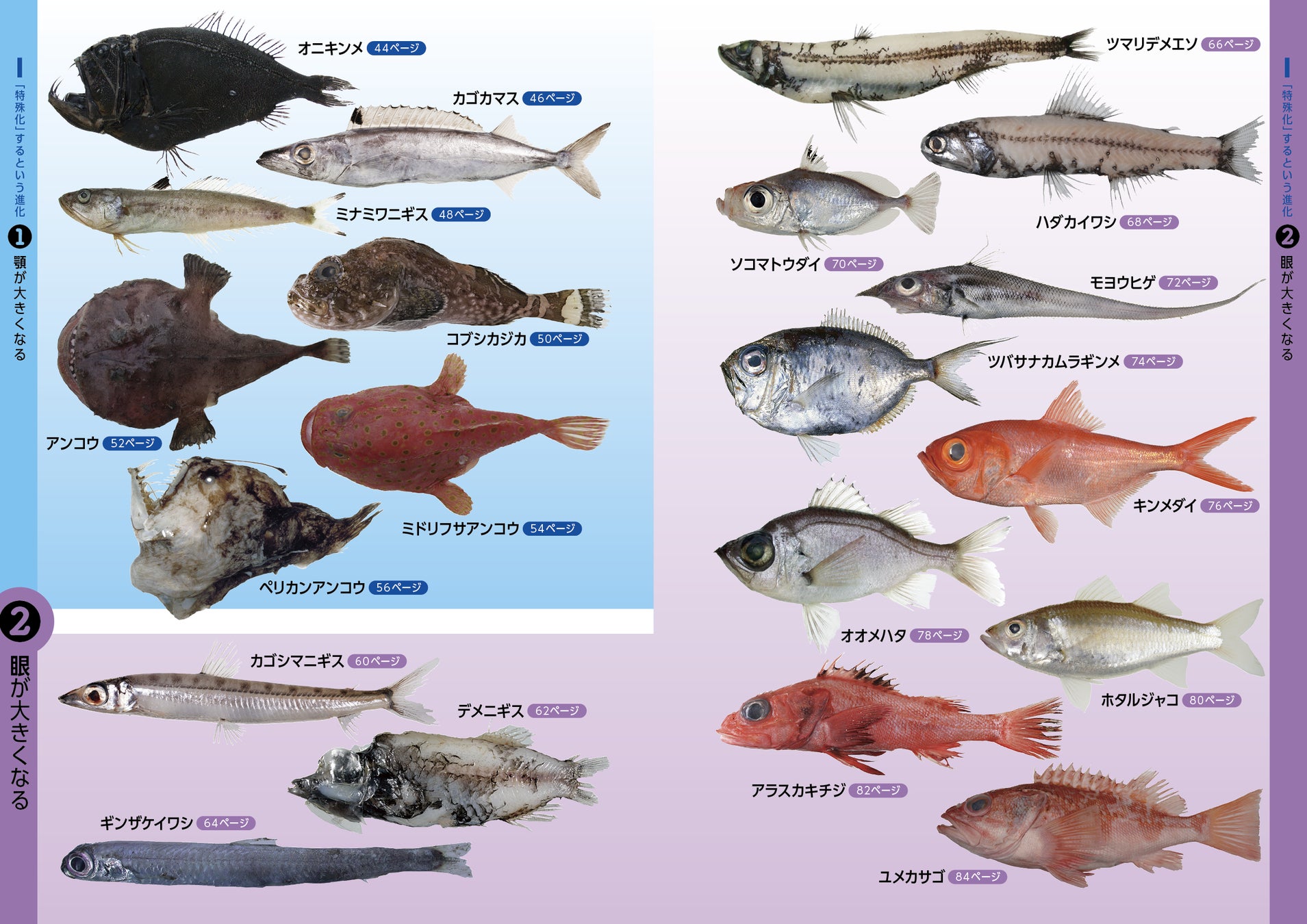 謎多き深海魚をCTスキャンした画像集『深海魚コレクション エックス線