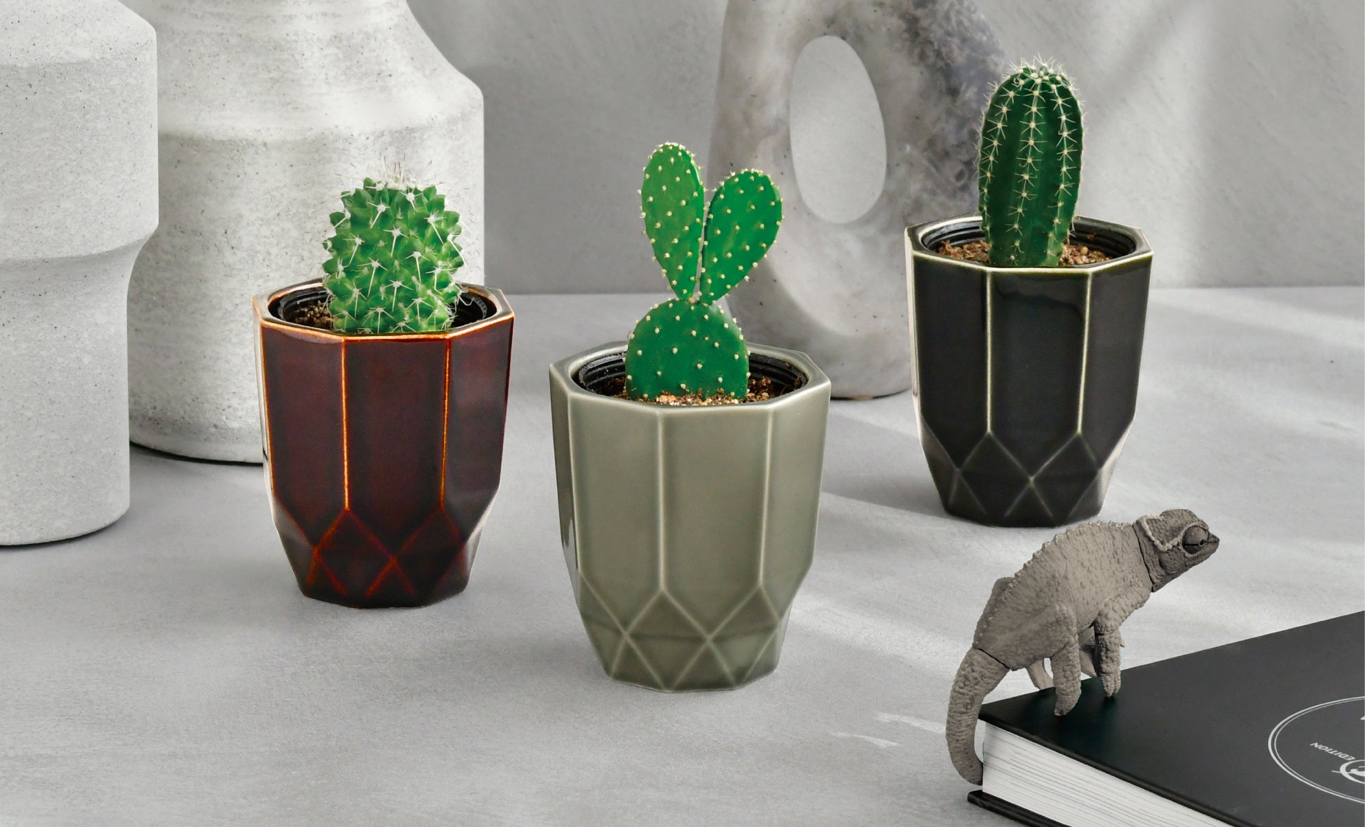 八角形の陶器でサボテンを種から育てる栽培キット「HACHIKAKU CACTUS