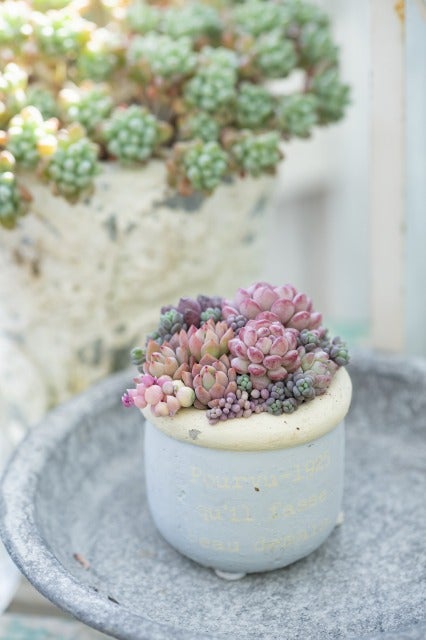 おしゃれな色合いにキュンです」多肉スタイリスト・kurumiさんが作る