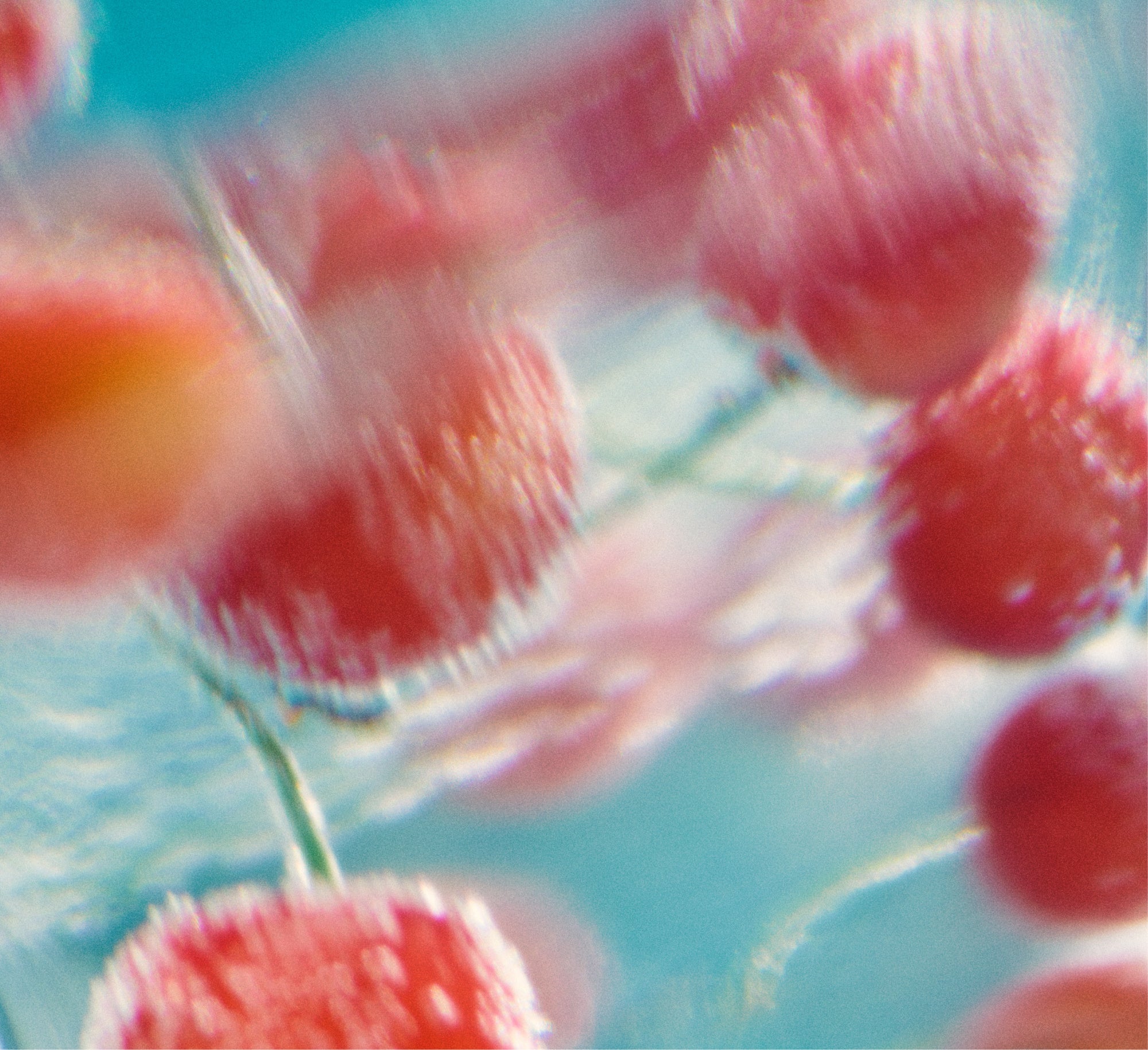 SHIRO】LIMITED FRAGRANCE ブラックチェリー | 株式会社シロのプレス