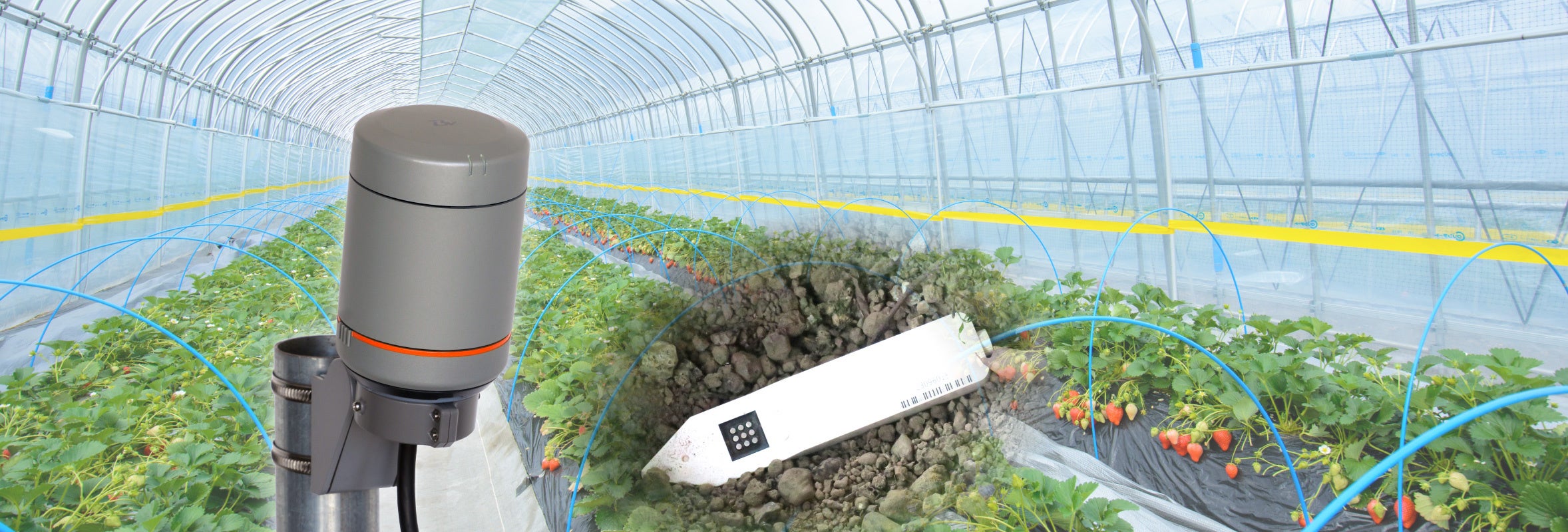 勘と経験”からの脱却！水やりと肥料の最適なタイミングをIoTで見える化