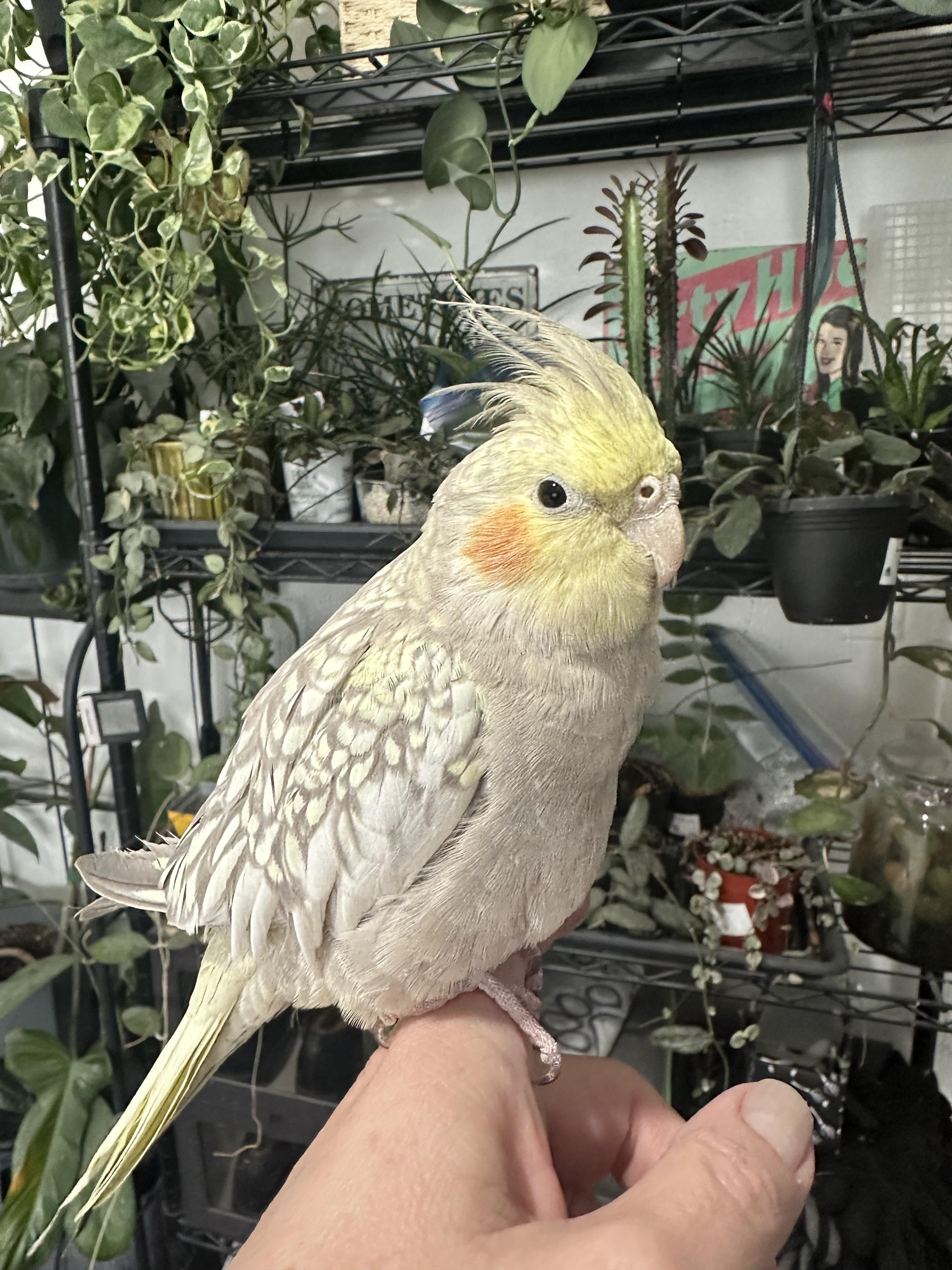 Male? Female? : r/cockatiel