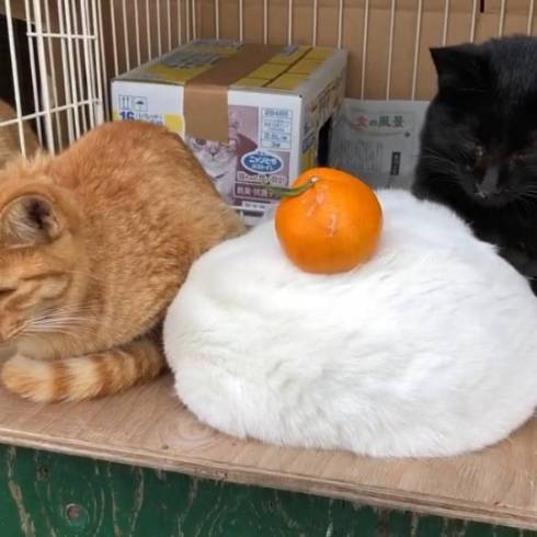 完全におもち」「かわいすぎる」 真っ白もふもふニャンコの“猫鏡もち