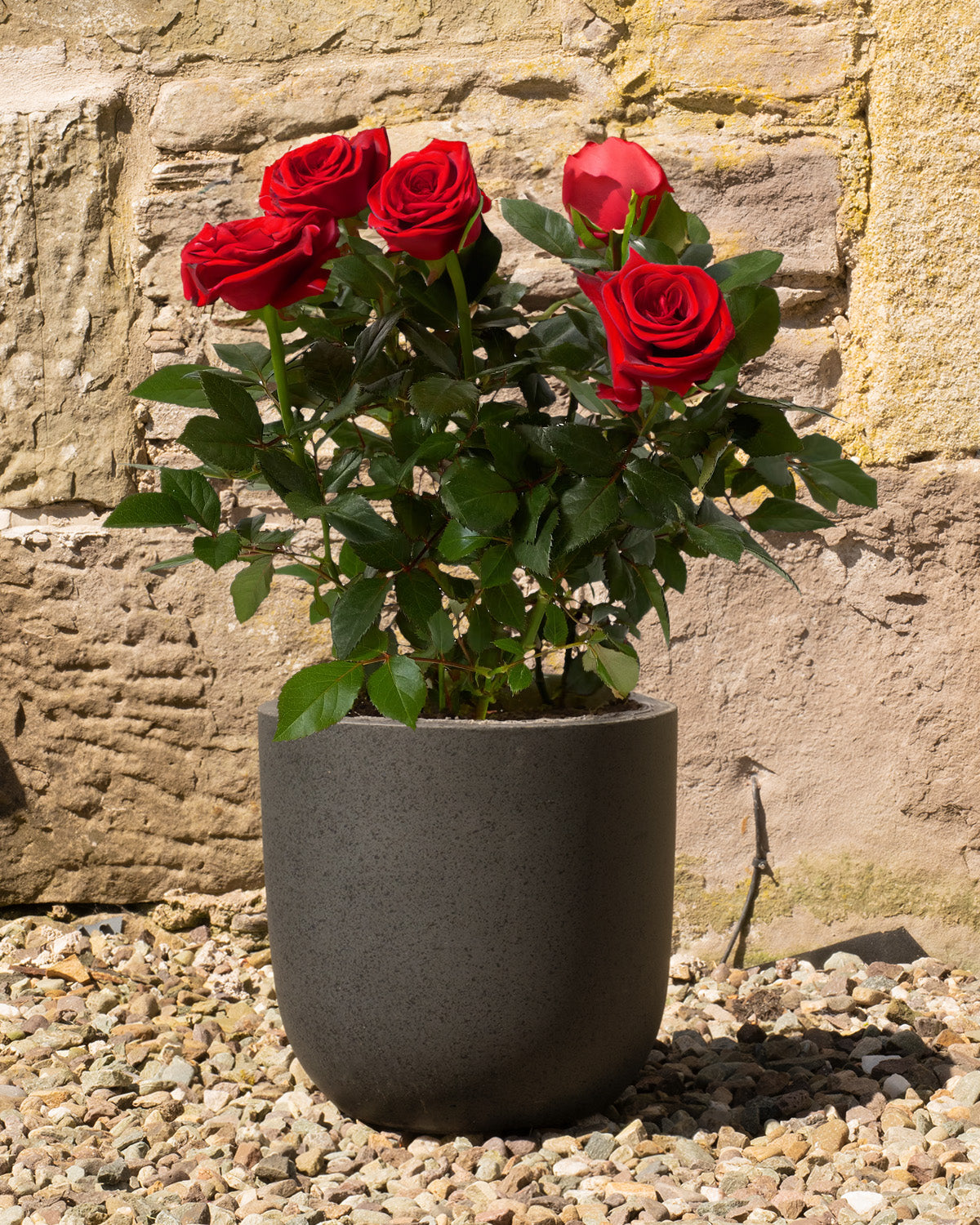 Red Rose | Outdoor Plants | Prickle Plants