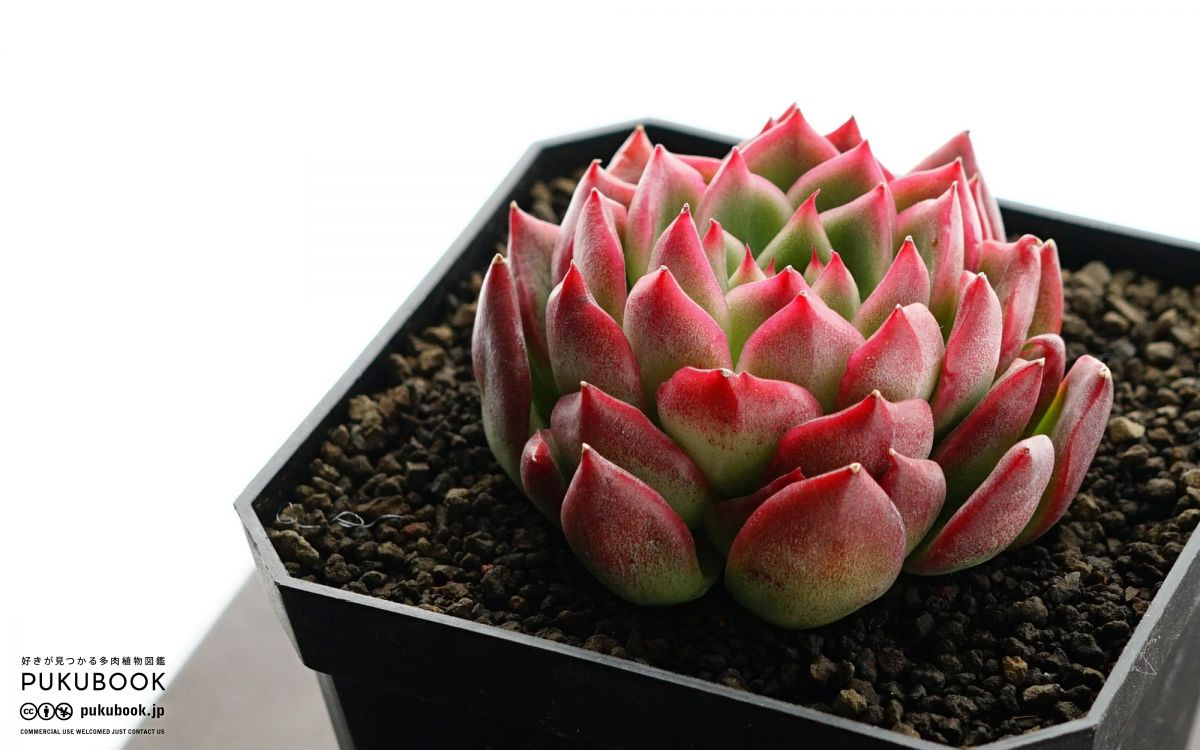 エケベリア フロリディティ Echeveria 'Floridity'｜多肉植物図鑑
