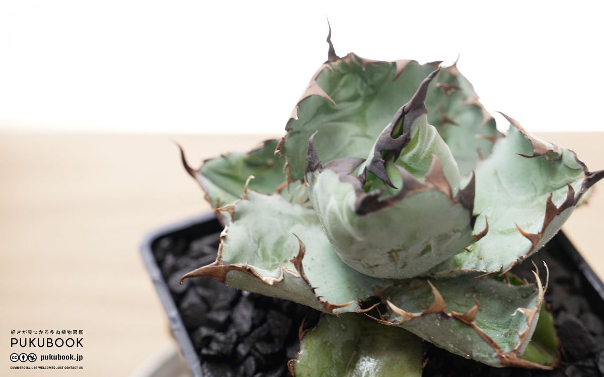 アガベ ビースト Agave titanota 'Beast'｜多肉植物図鑑 PUKUBOOK