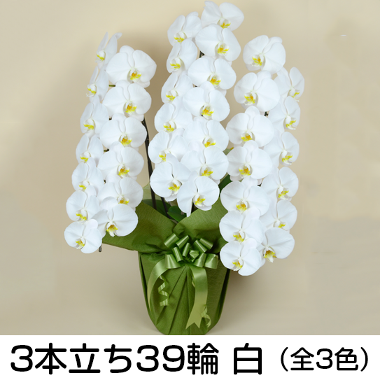 法人様向け贈答用胡蝶蘭販売「蘭贈くん」 / 胡蝶蘭大輪 3本立ち 39輪以上