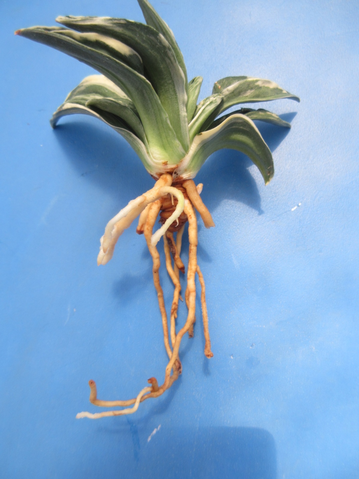 O-1 万年青 羅紗 「力和」 上木 1本立ち - 蘭万園オンラインショップ