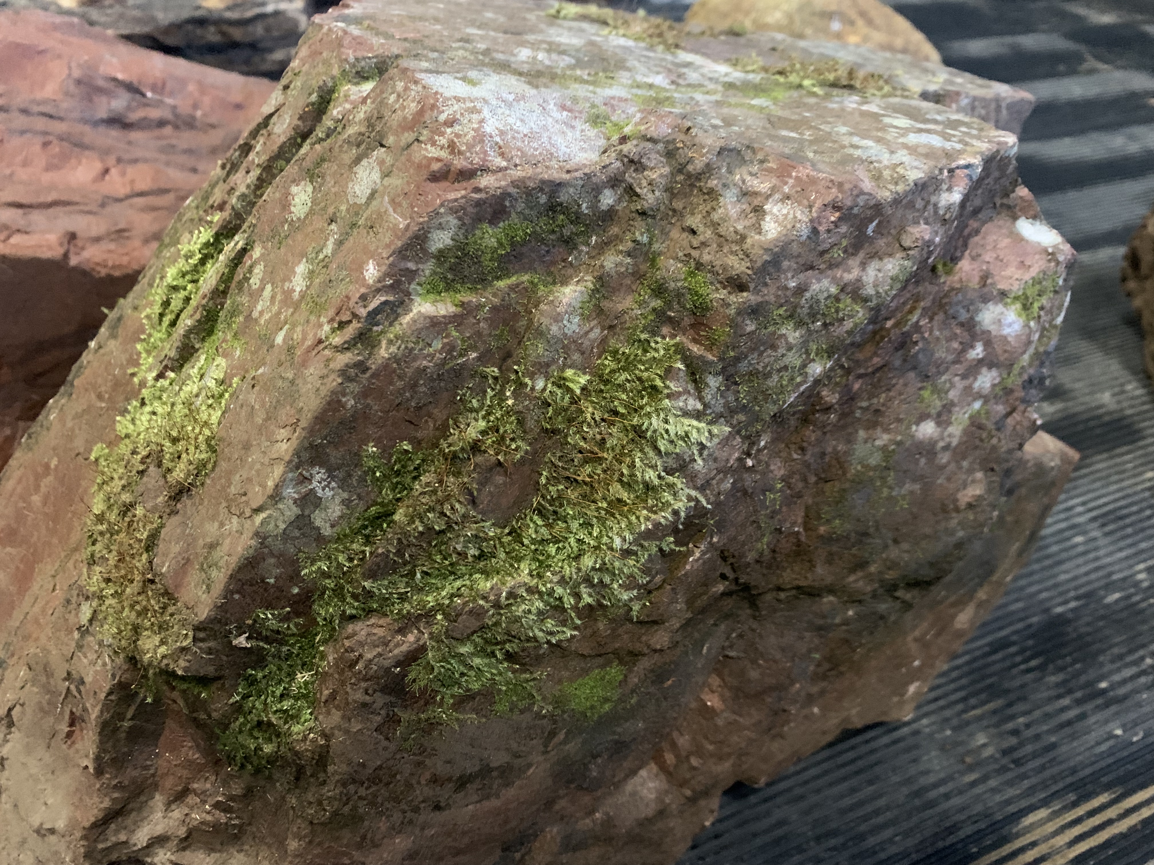 賀茂七石の畚下し石と鞍馬の虎石 | 洛西ガーデン｜京都｜坪庭から 大