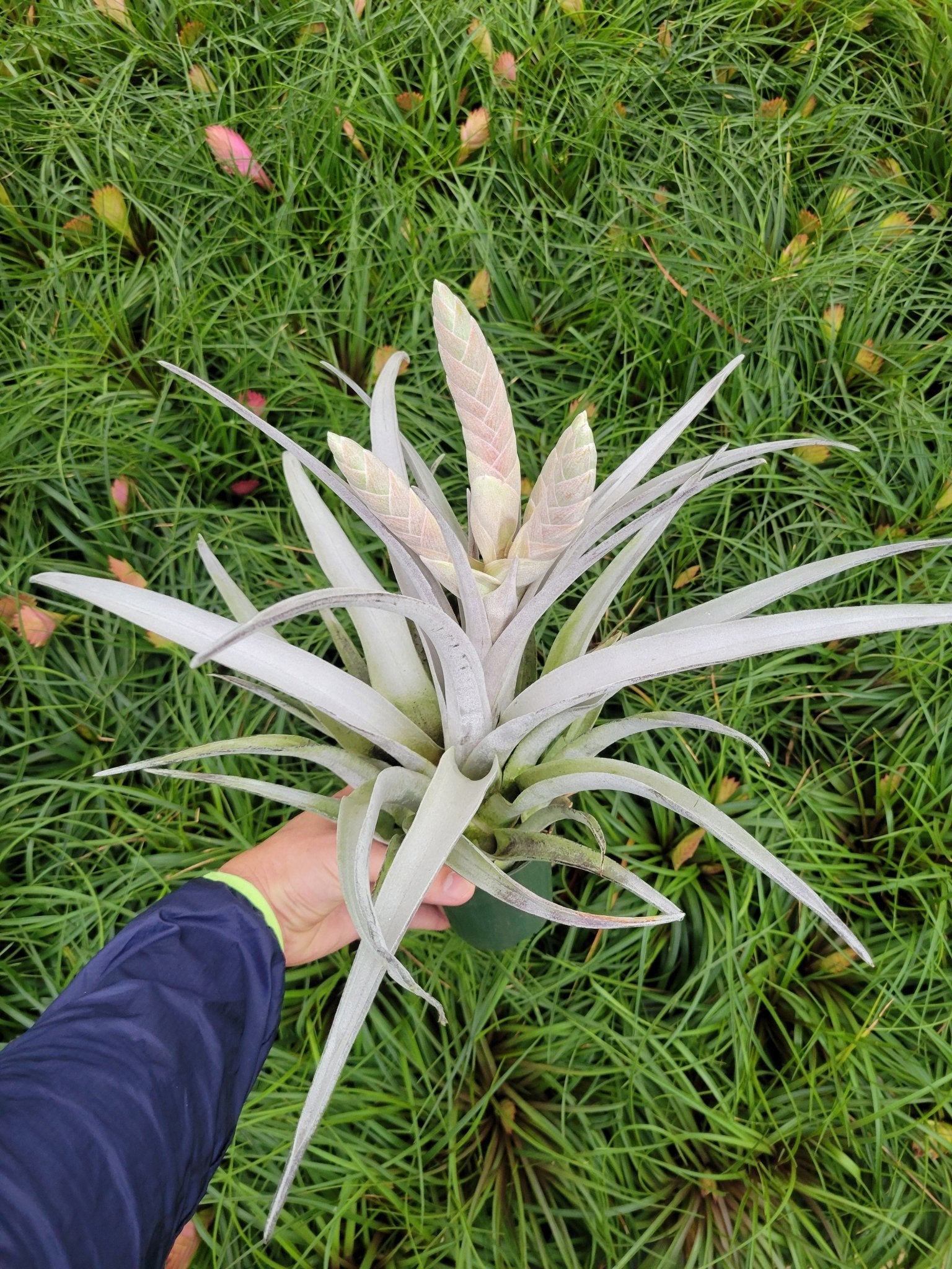 Tillandsia chiapensis – Rainforest Flora
