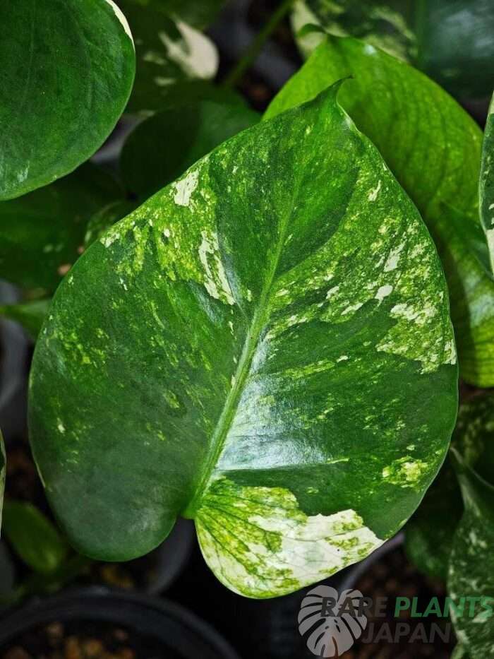 モンステラ・デリシオーサ 'ミント トリカラー' Monstera deliciosa