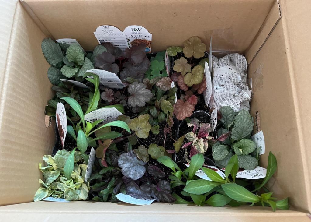 当店農場生産】ヒューケラ スウィートプリンセス PW 9cmポット苗