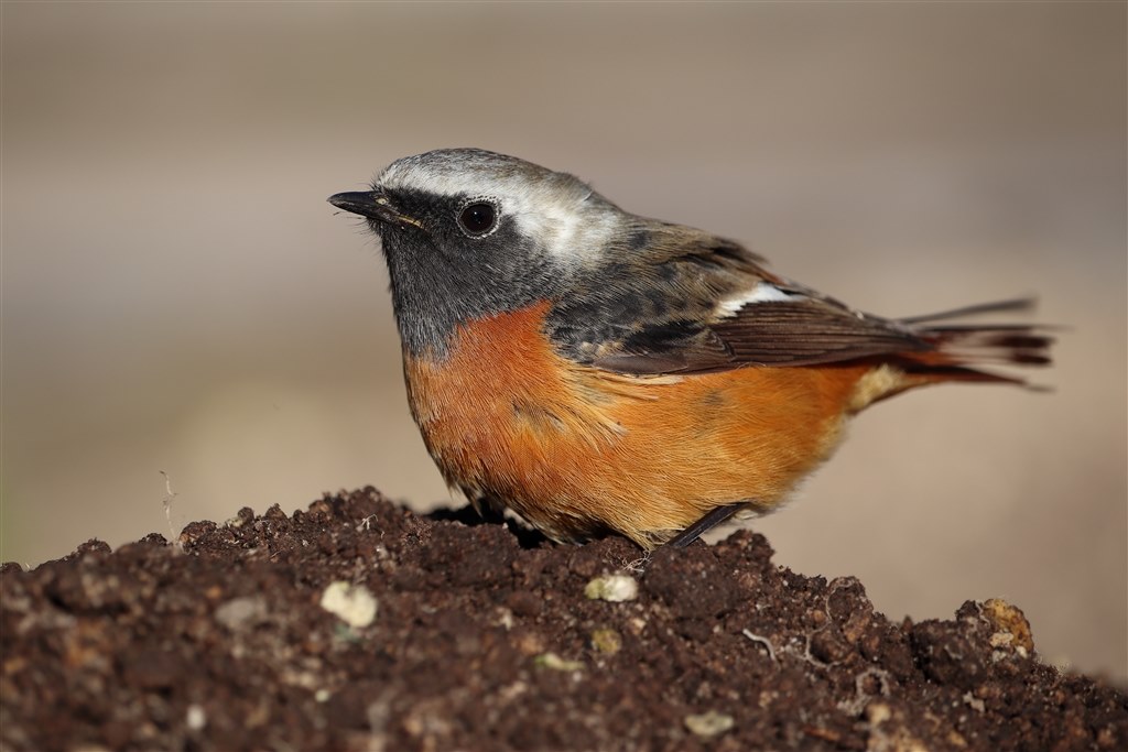 EOS M5用野鳥撮影レンズ』 CANON EF-S55-250mm F4-5.6 IS STM お気楽