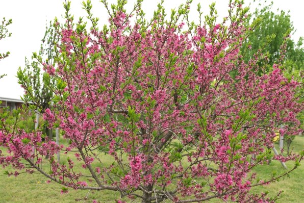 CANON EF35mm F1.4L II USM レビュー評価・評判 - 価格.com