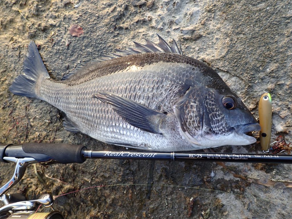 RealCrescent RC-75 クロダイ トップゲーム・釣果報告 | リップル