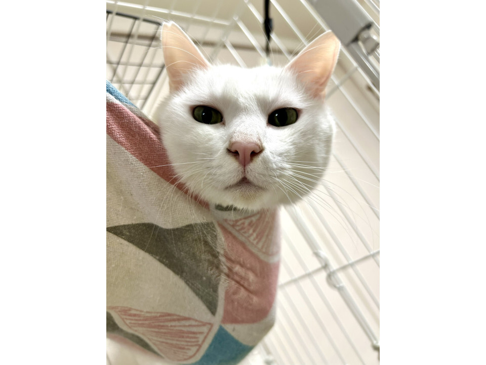 ランくん or ranくんorらんちゃん」のYahoo!リアルタイム検索 - X（旧