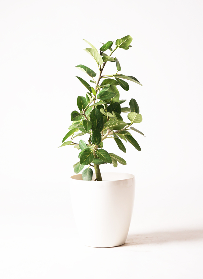 観葉植物 フィカス ベンガレンシス 7号 ストレート プラスチック鉢