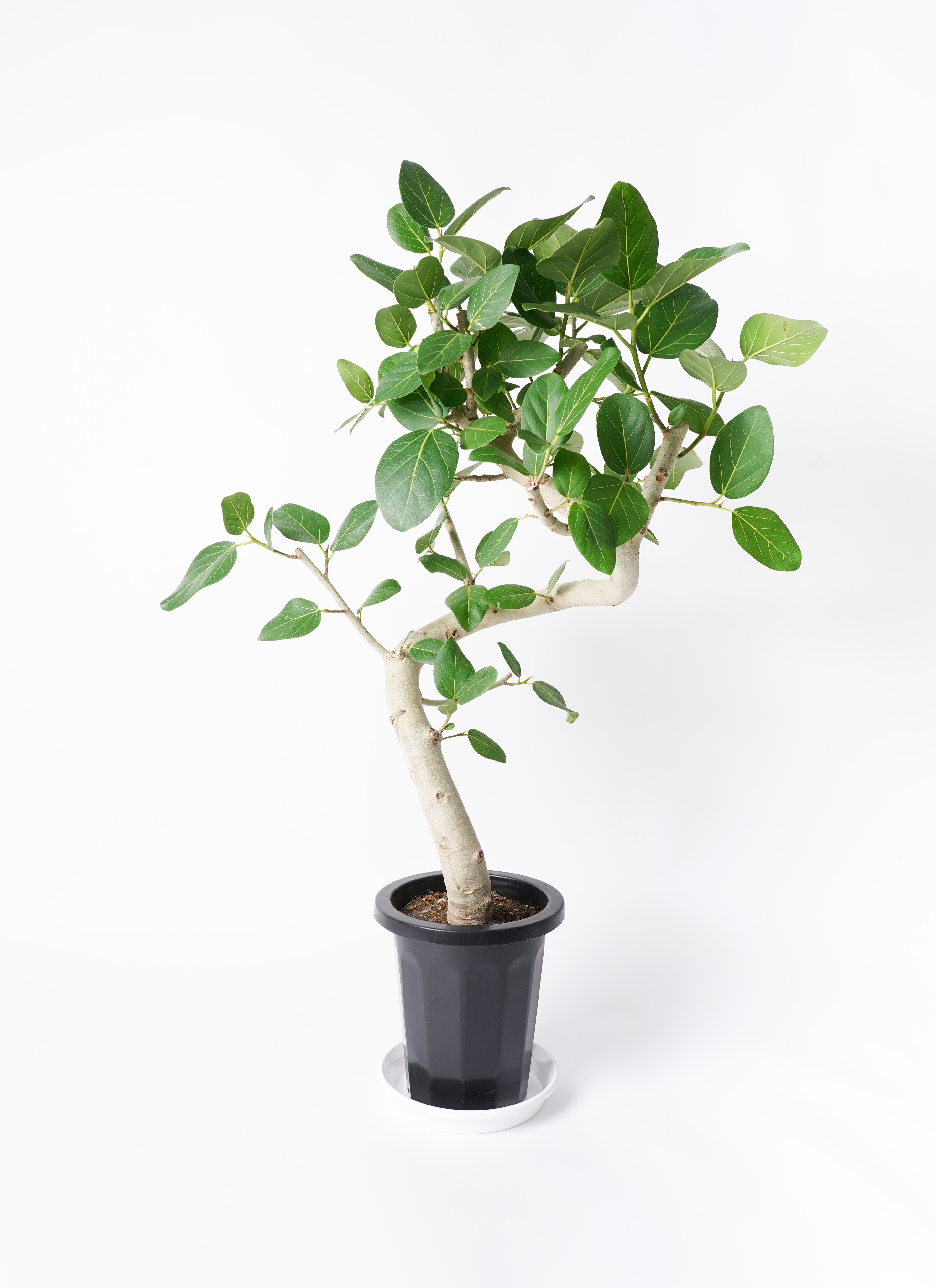 観葉植物 フィカス ベンガレンシス 8号 曲り 極太 プラスチック鉢