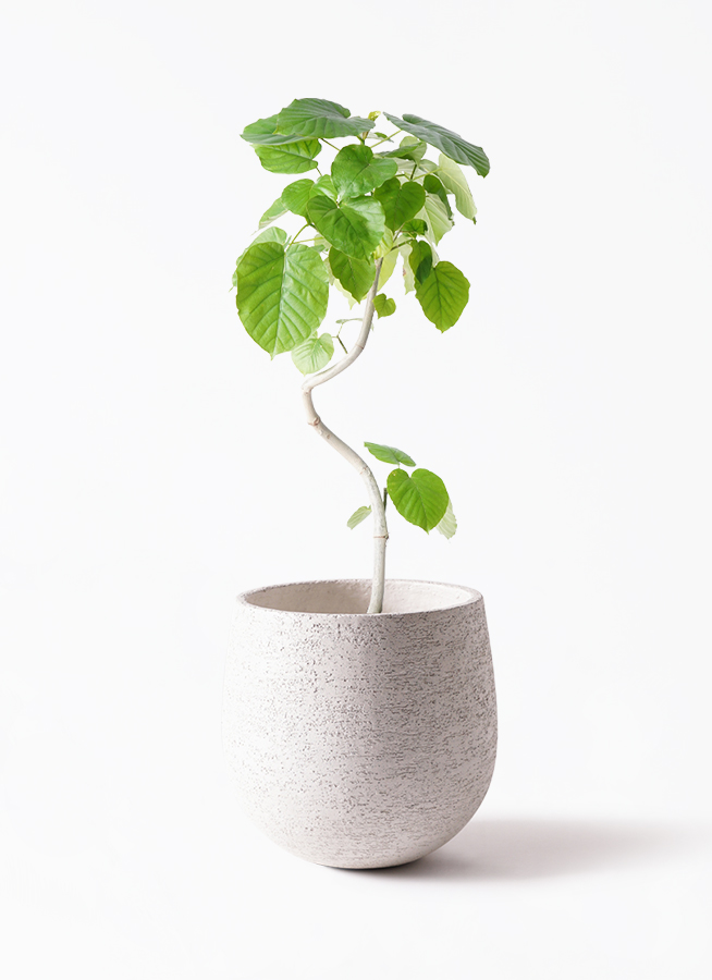 観葉植物 フィカス ウンベラータ 6号 曲り エステリ ピンク 付き