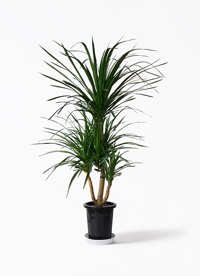 観葉植物 ドラセナ カンボジアーナ 10号 プラスチック鉢 | 観葉植物