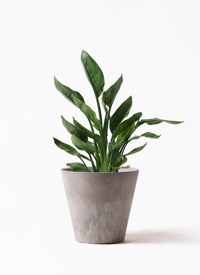 観葉植物 ストレリチア レギネ 7号 プラスチック鉢 | 観葉植物なら