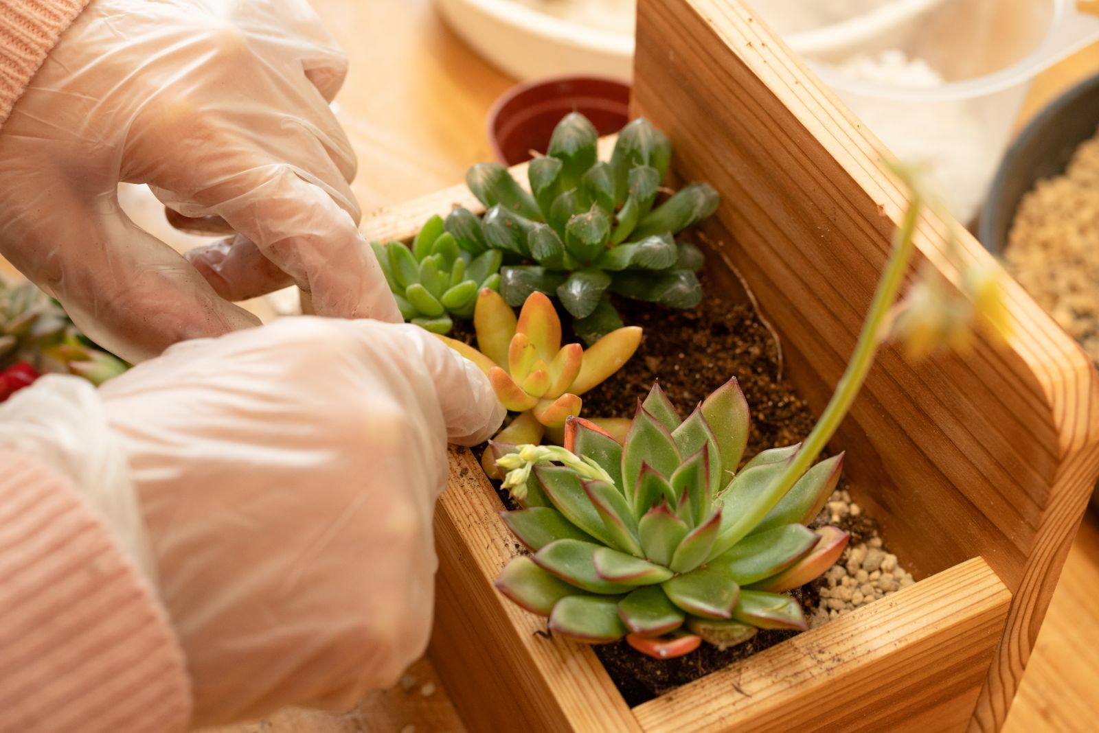 vol.10 木製プランターを使った多肉植物の寄せ植え - コラム 【WOMO】