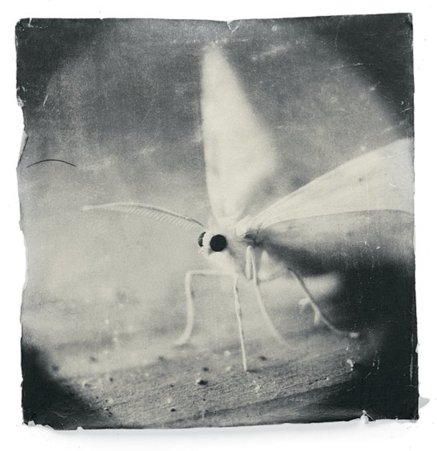 BOMB Magazine | Doug & Mike Starn