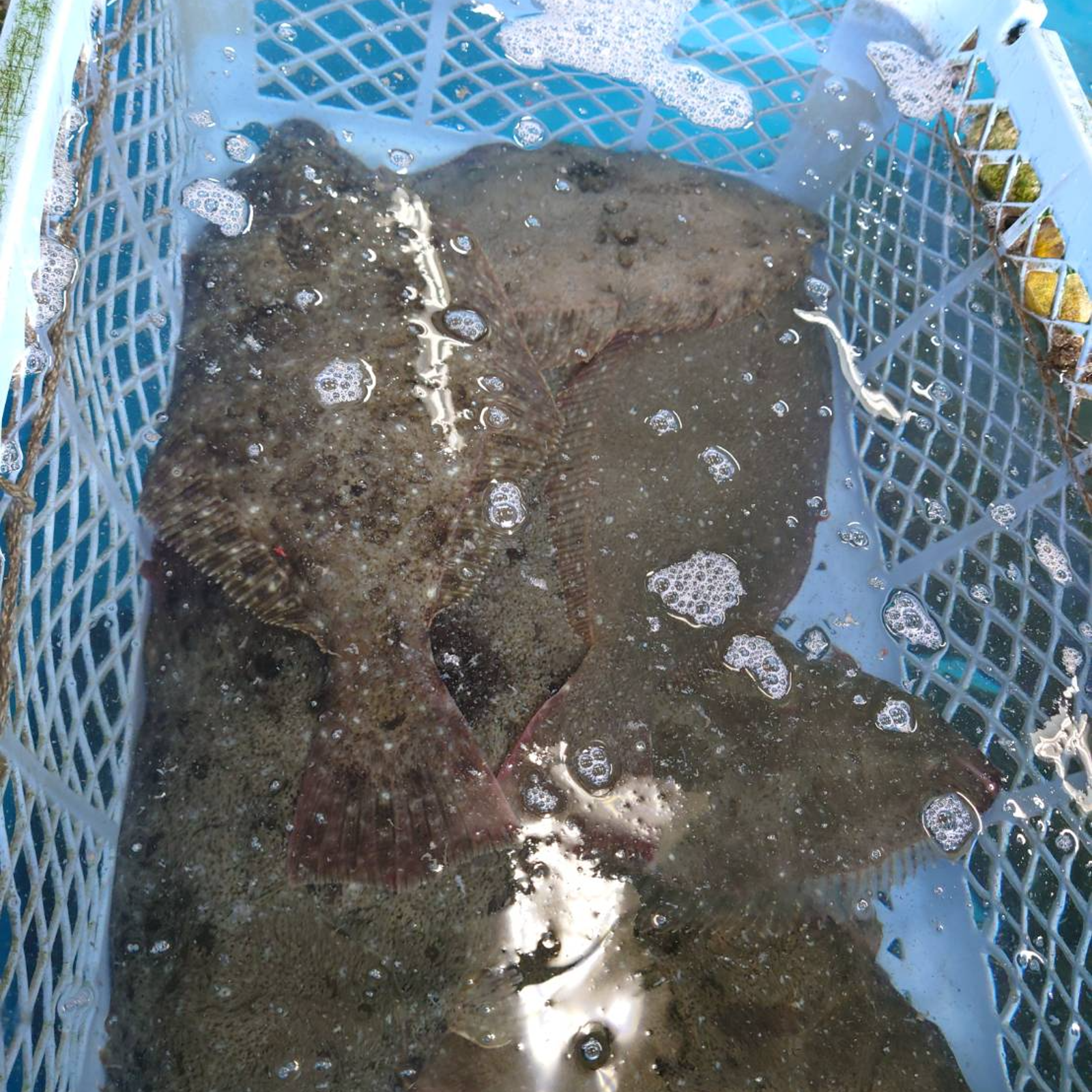 青森県 津軽海峡産 天然寒ヒラメ 1.5キロ （1～2尾入り） ｜ 魚介類