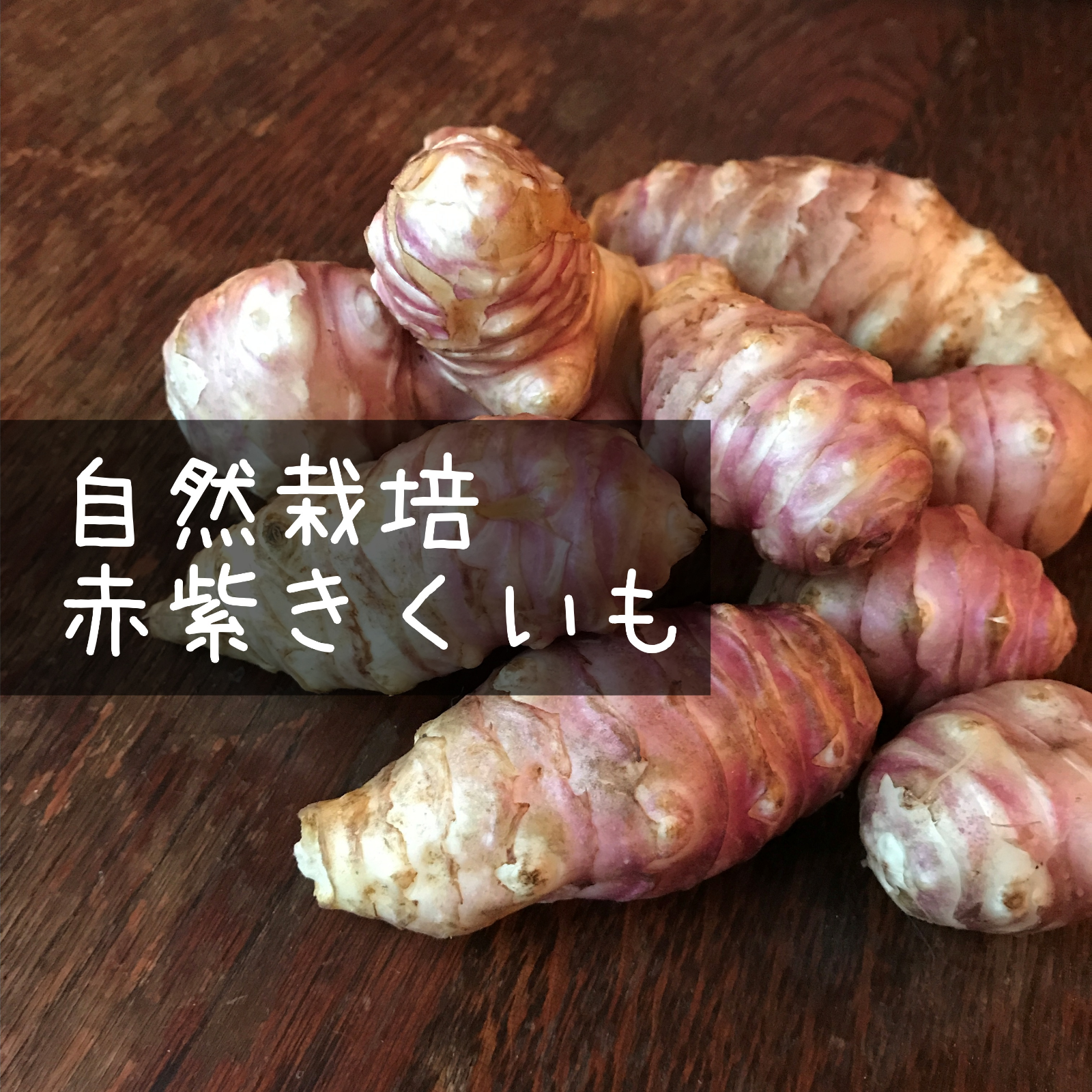 自然栽培】赤紫フランス菊芋2kg☆農薬・肥料不使用｜きくいも