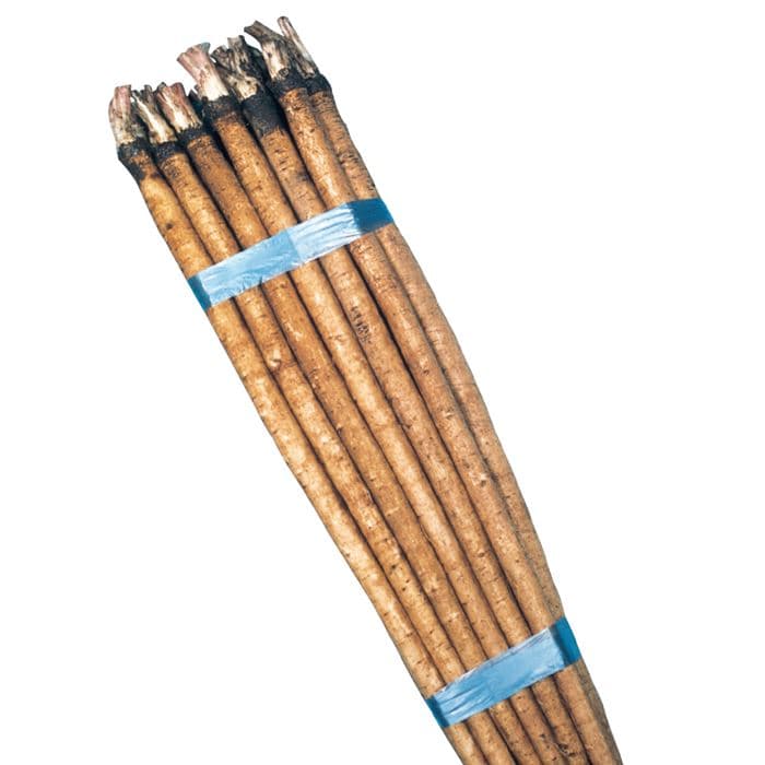 ゴボウ 滝の川｜種（タネ）,球根,苗,資材,ガーデニンググッズの通販は